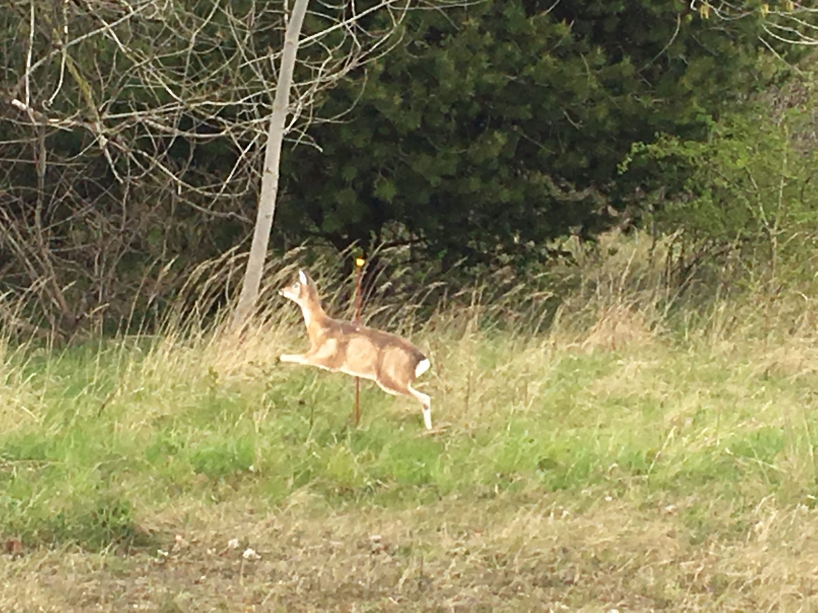 Afstandsbeømmelse jagttegn
