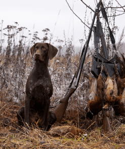 Jagt_Regulering_Jagttegn