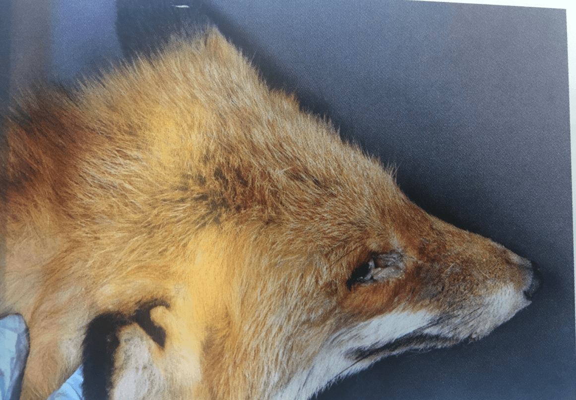 Vildtsygdomme og symtomer