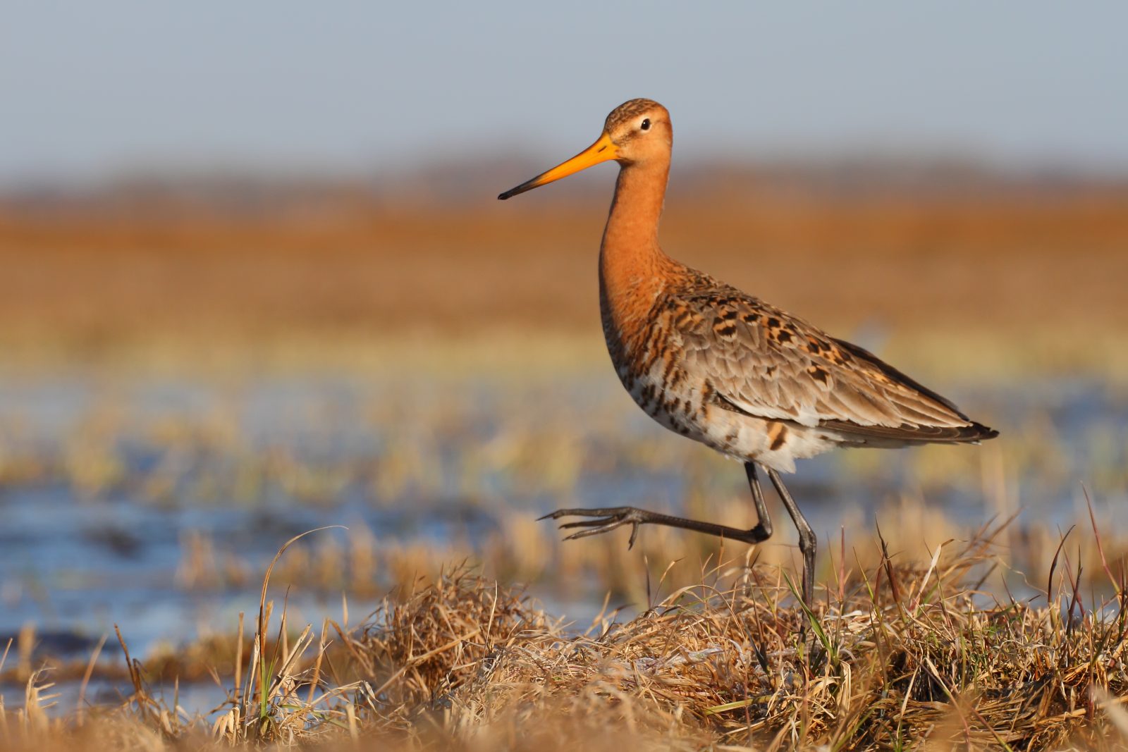 vildtkending Slideshows